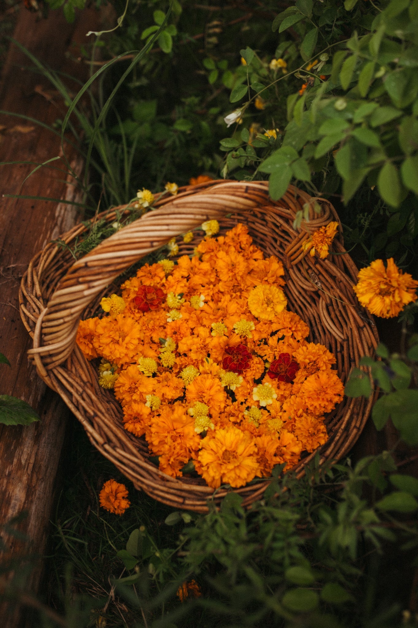 Marigold honey tallow