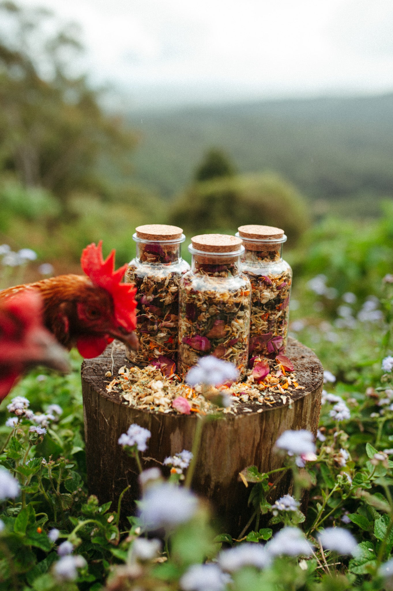 Chicken nesting box herbs