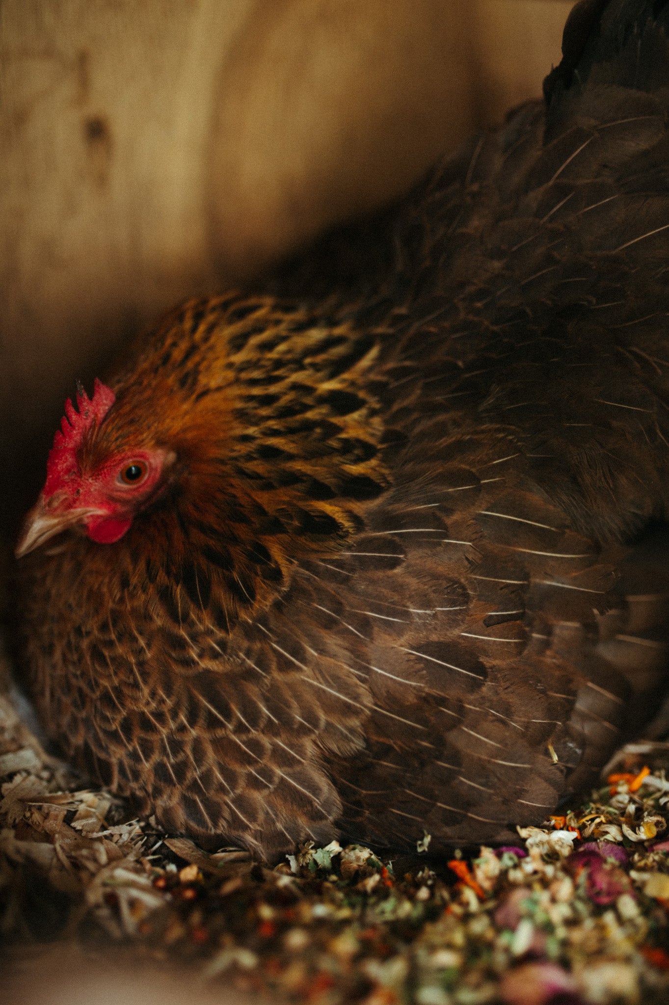 Chicken nesting box herbs